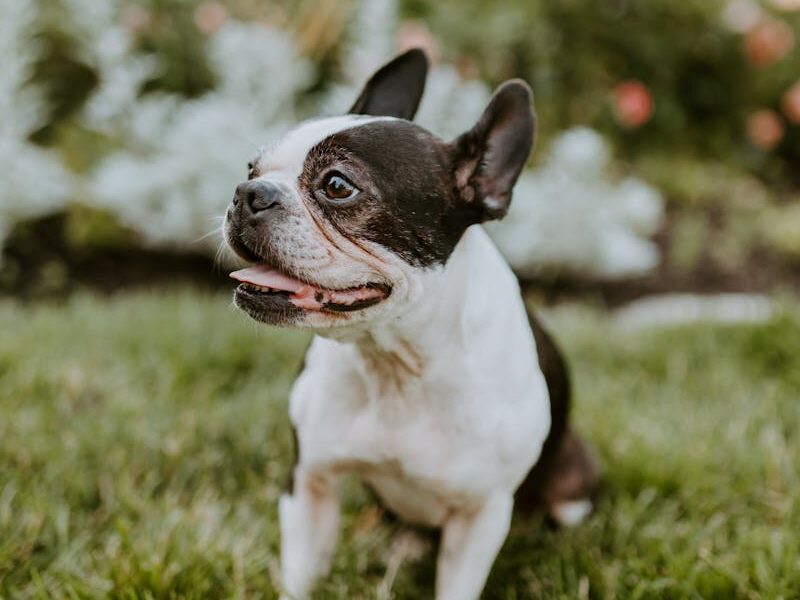Adorable French Bulldog sitting on green grass in a Cincinnati garden.
