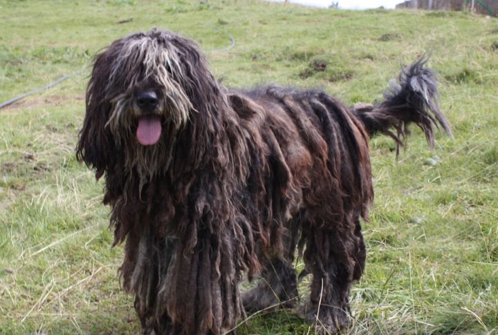 Bergamasco Sheepdog