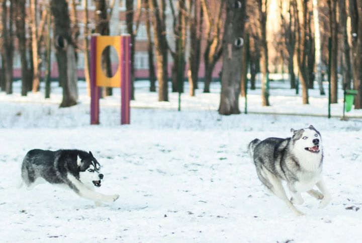 Genetic Footprint That Resists Obedience