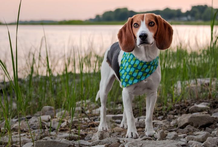 Beagle – Epilepsy
