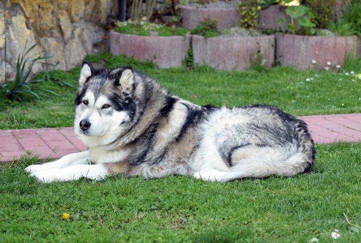 Drift For An Alaskan Malamute