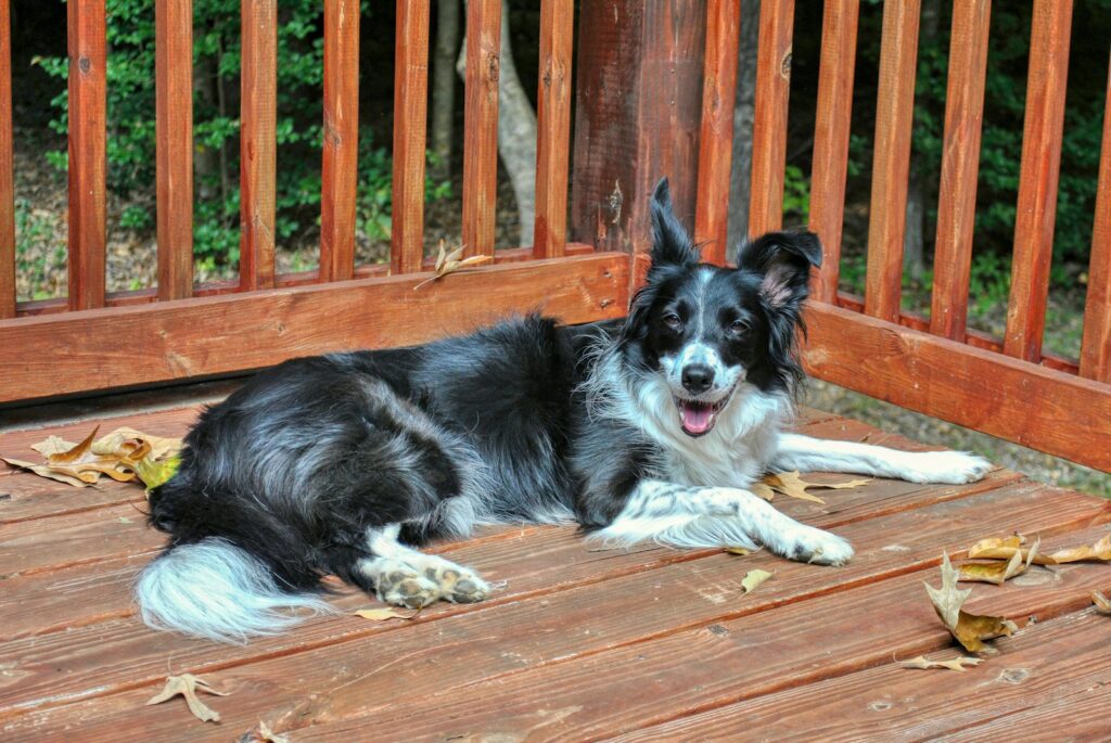 black and white border collie lying on brown wooden floor