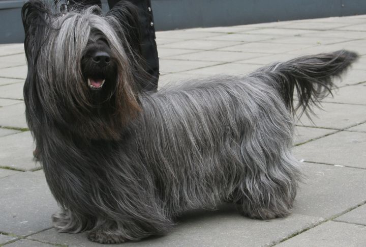 Skye Terrier