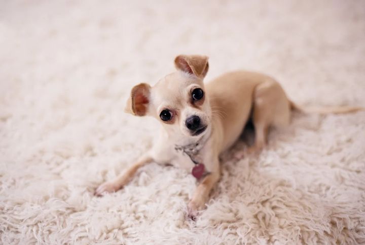 Chihuahua – Collapsing Trachea