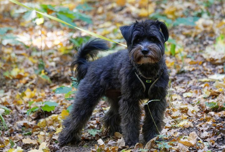 Pepper For A Schnauzer
