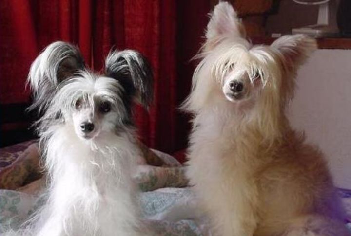 Powderpuffs Have A Double Coat