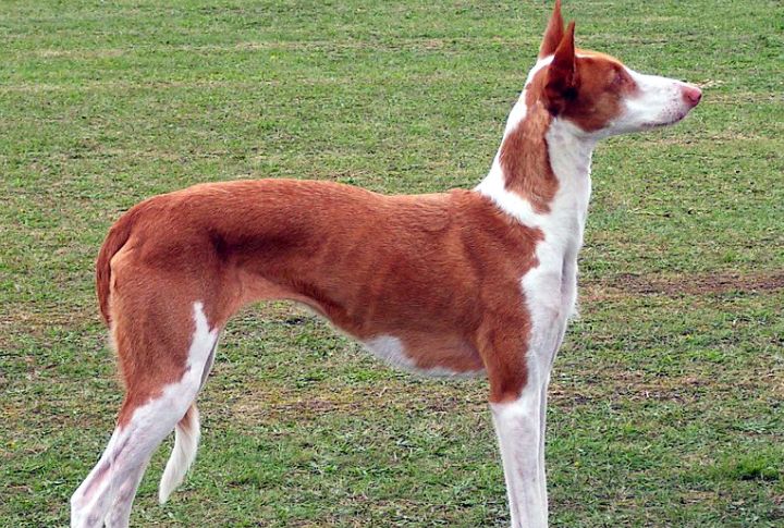 Ibizan Hound