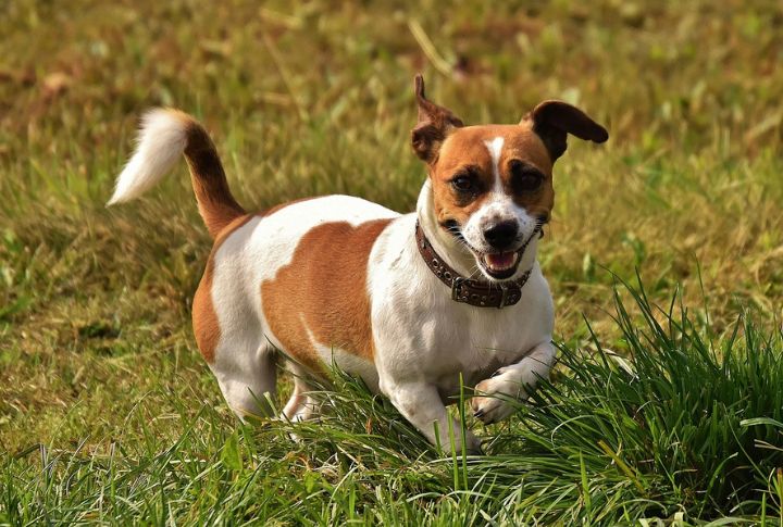 Rogue For A Jack Russell Terrier