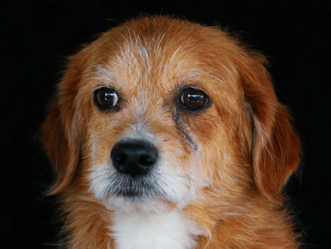 Emotional portrait of a golden retriever dog against a dark background, capturing a thoughtful and sad expression.
