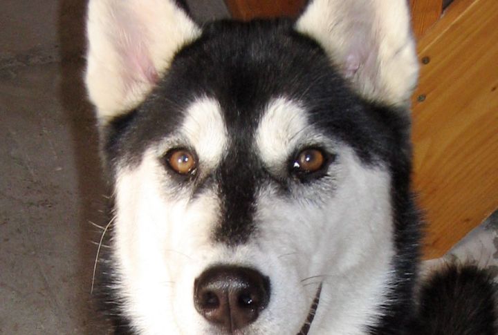 Ears That Never Miss A Sound