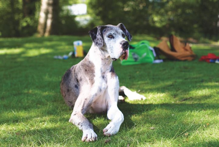 Great Dane – Gastric Dilatation Volvulus (GDV)