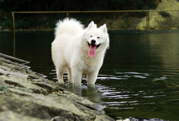 Aspen For A Samoyed