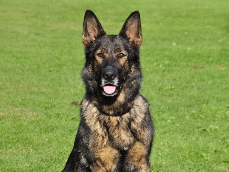 german shepherd, working dog, shepherd, dog, mammal, pet, animal, remote access