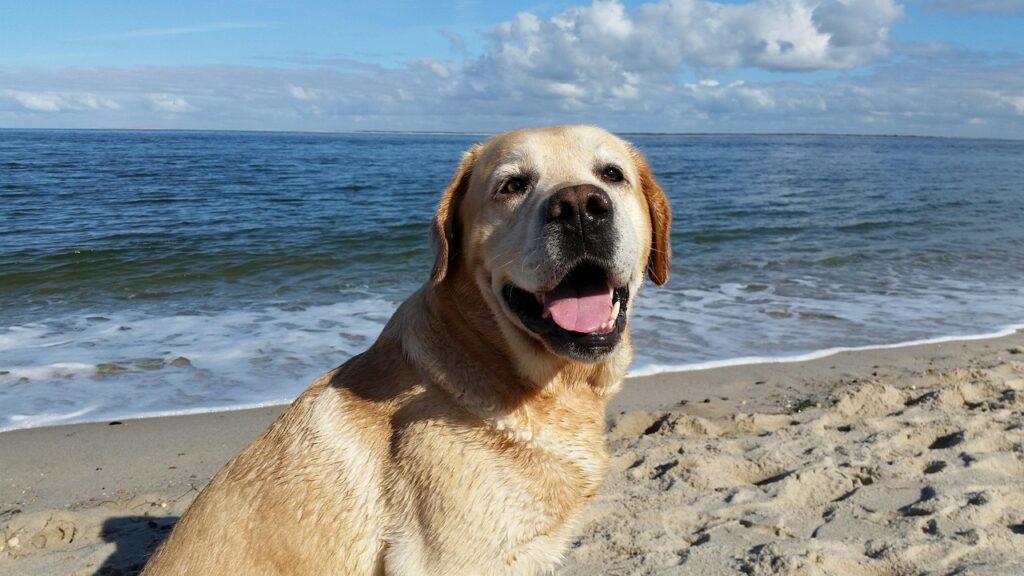 labrador sea, nature, labrador beach, labrador vacation, retriever sea, retriever beach, retriever vacation, dog sea, pleasure, beach, sea, north sea, dog photography
