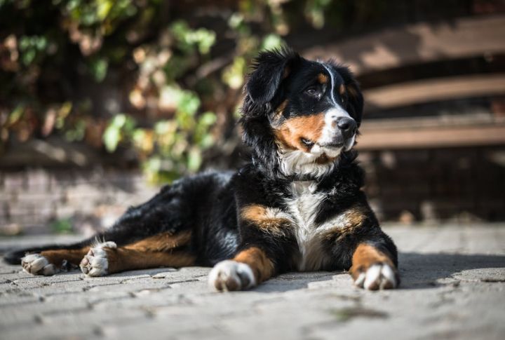 Bernese Mountain Dog – Histiocytic Sarcoma