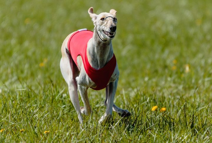 Bolt For A Whippet