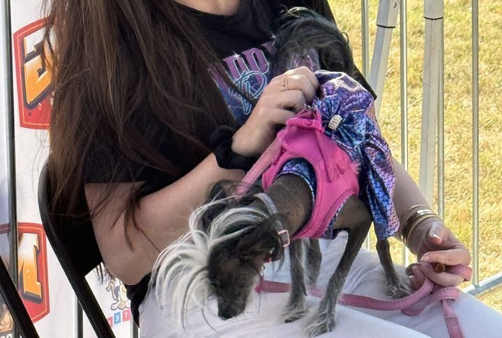 Repeated “Ugliest Dog” Champions