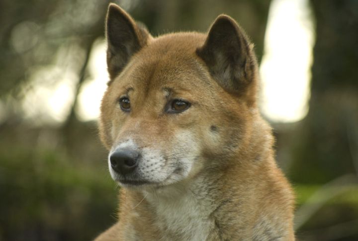 New Guinea Singing Dog