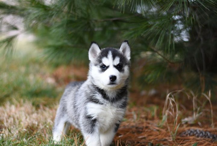 Siberian Husky – Juvenile Cataracts