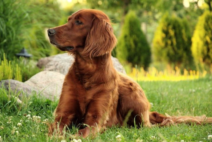 Clover For An Irish Setter