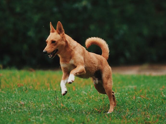 A lively brown dog joyfully running on a vibrant green lawn in daylight, showcasing agility and energy.