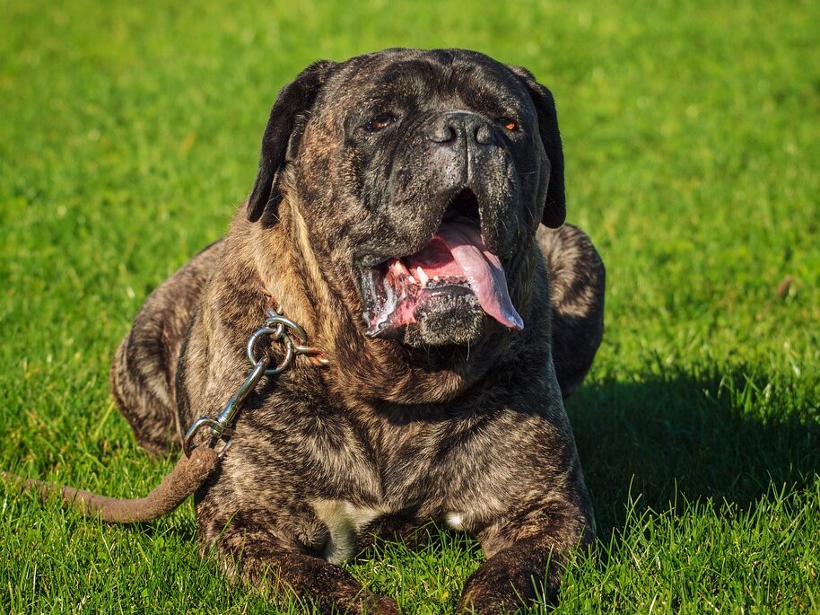 cane corso, pet, animal, dog, lying