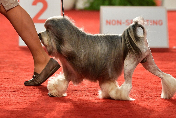 Signature Lion Cut Grooming