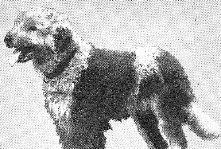 The Barbet’s Historical Significance