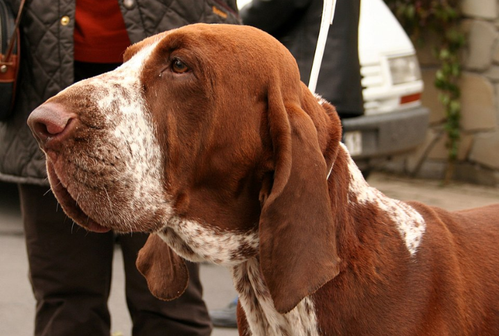 Origins Of The Bracco Italiano