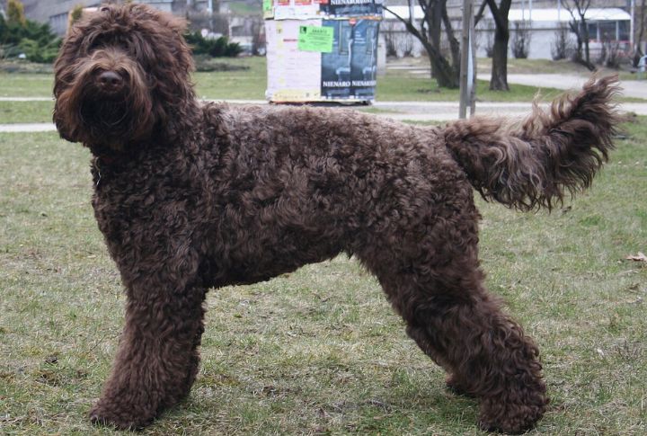 The Barbet’s Near Extinction And Revival