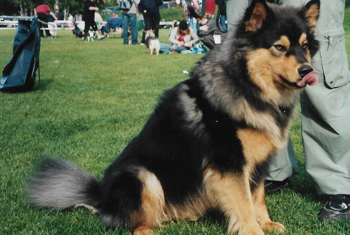 Friendly And Social Temperament