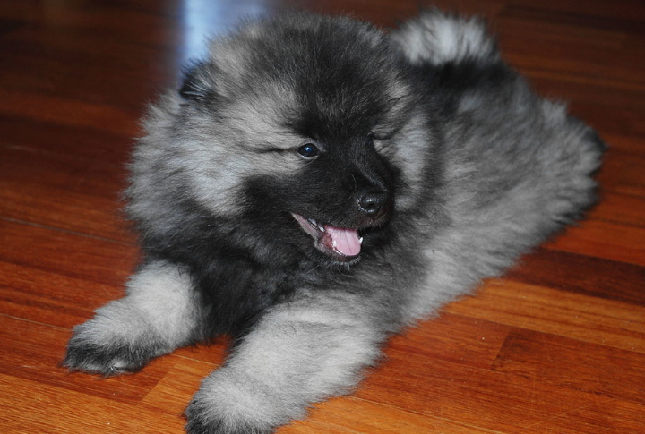 The Name 'Keeshond' Honors A Dutch Patriot