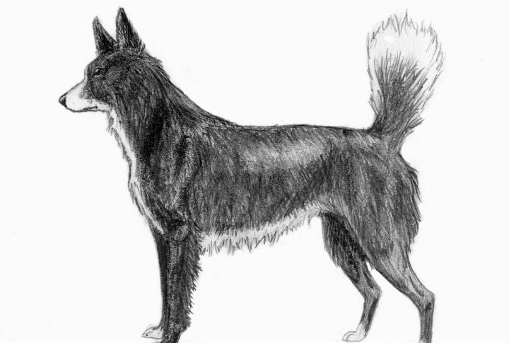 Tahltan Bear Dog