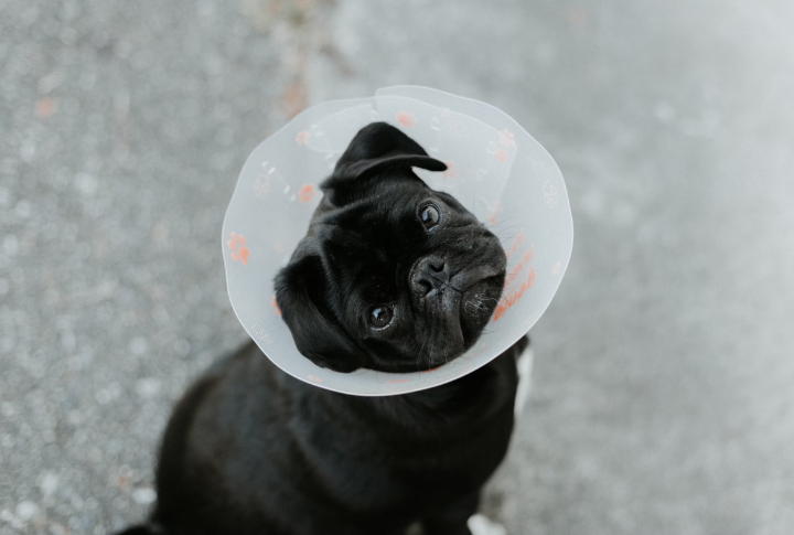 Brachycephalic Airway Syndrome