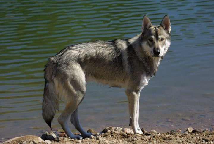 Resemblance Of A Wolf