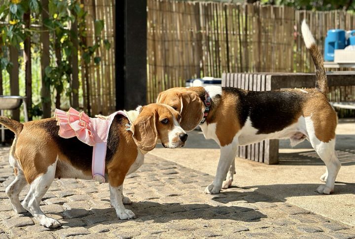 Beagle