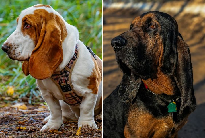 Ear Length And Purpose
