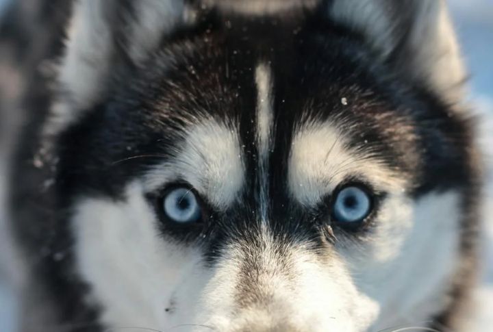 Blue Eyes That Can Change Color