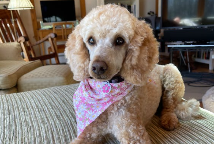 Hypoallergenic Heroes