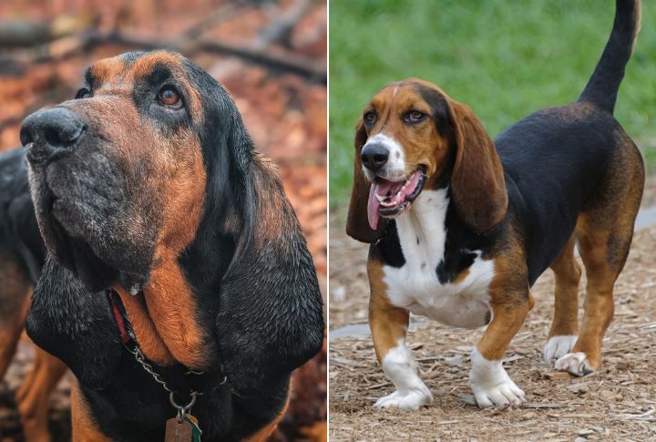 Tracking Instincts And Scent Drive