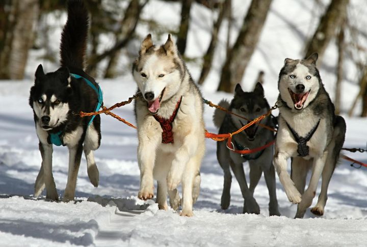 Sled Legends Of The Serum Run
