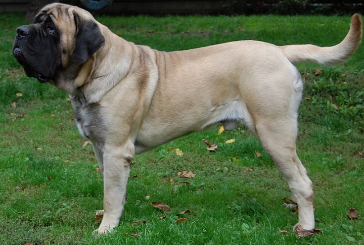 English Mastiff