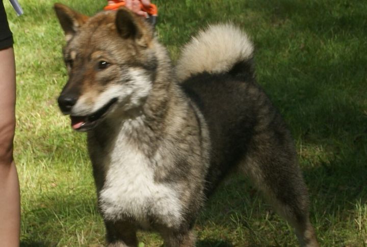 Ancient Japanese Hunting Dog