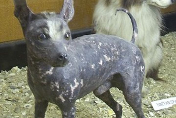 It's One Of The Rarest Dog Breeds On Earth