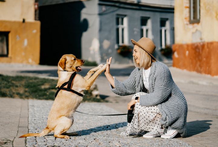 Ask Permission Before Petting Their Dog