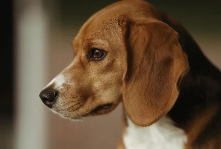 Daisy's Death Sparks The Entire John Wick Saga