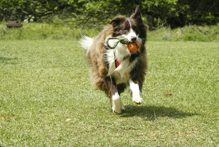 Border Collie