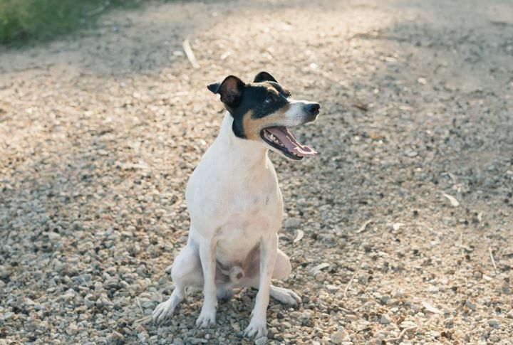 Ultrasonic Sounds Dogs Can Hear But You Can’t