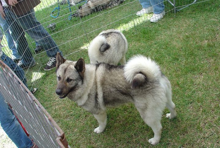 Promote Widespread Awareness Of The Norwegian Elkhound