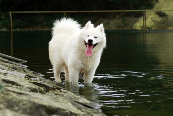 Waggy Tail With A Relaxed Posture